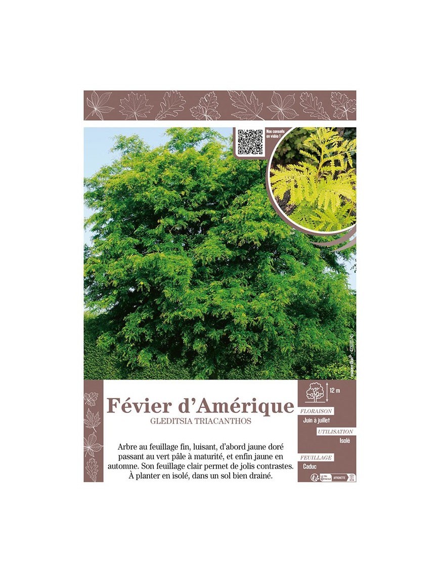 GLEDITSIA TRIACANTHOS voir FÉVIER D'AMÉRIQUE