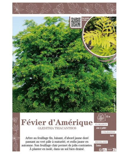 GLEDITSIA TRIACANTHOS voir FÉVIER D'AMÉRIQUE