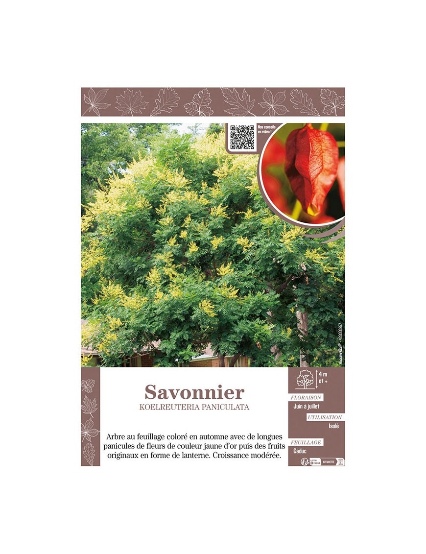 KOELREUTERIA PANICULATA voir SAVONNIER