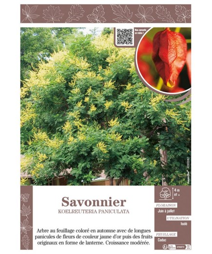 KOELREUTERIA PANICULATA voir SAVONNIER