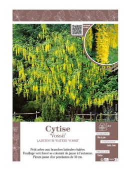 LABURNUM WATERERI VOSSII voir CYTISE