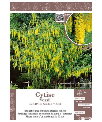 LABURNUM WATERERI VOSSII voir CYTISE