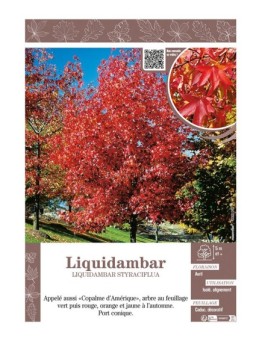 LIQUIDAMBAR STRYRACIFLUA (Copalme d'Amérique)