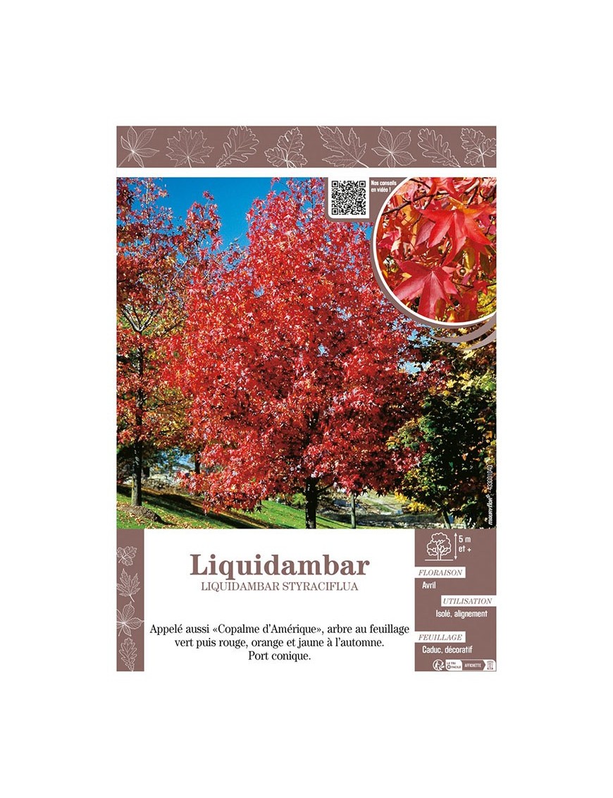 LIQUIDAMBAR STRYRACIFLUA (Copalme d'Amérique)
