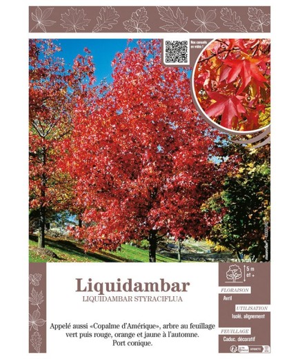 LIQUIDAMBAR STRYRACIFLUA (Copalme d'Amérique)