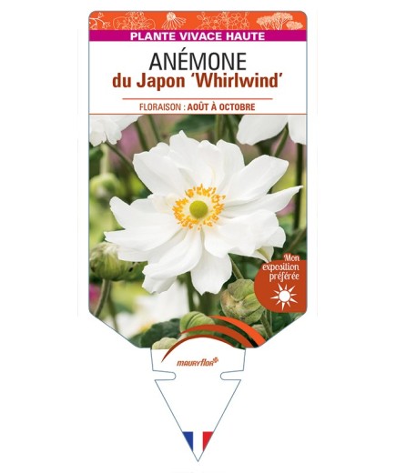 ANEMONE x hybrida Whirlwind voir Anémone du Japon
