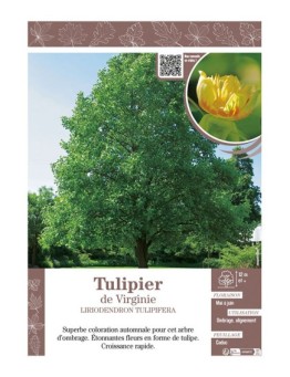 LIRIODENDRON TULIPIFERA voir TULIPIER DE VIRGINIE
