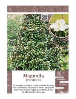 MAGNOLIA GRANDIFLORA