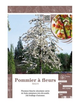 MALUS voir POMMIER À FLEURS (blanc)