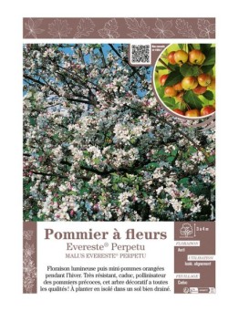 MALUS EVERESTE® PERPETU voir POMMIER À FLEURS