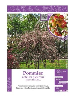 MALUS PENDULA voir Pommier à fleurs pleureur
