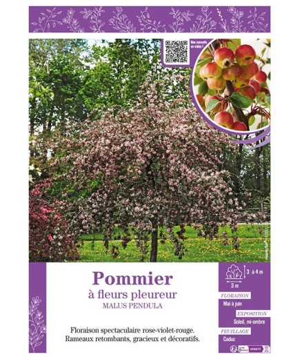MALUS PENDULA voir Pommier à fleurs pleureur