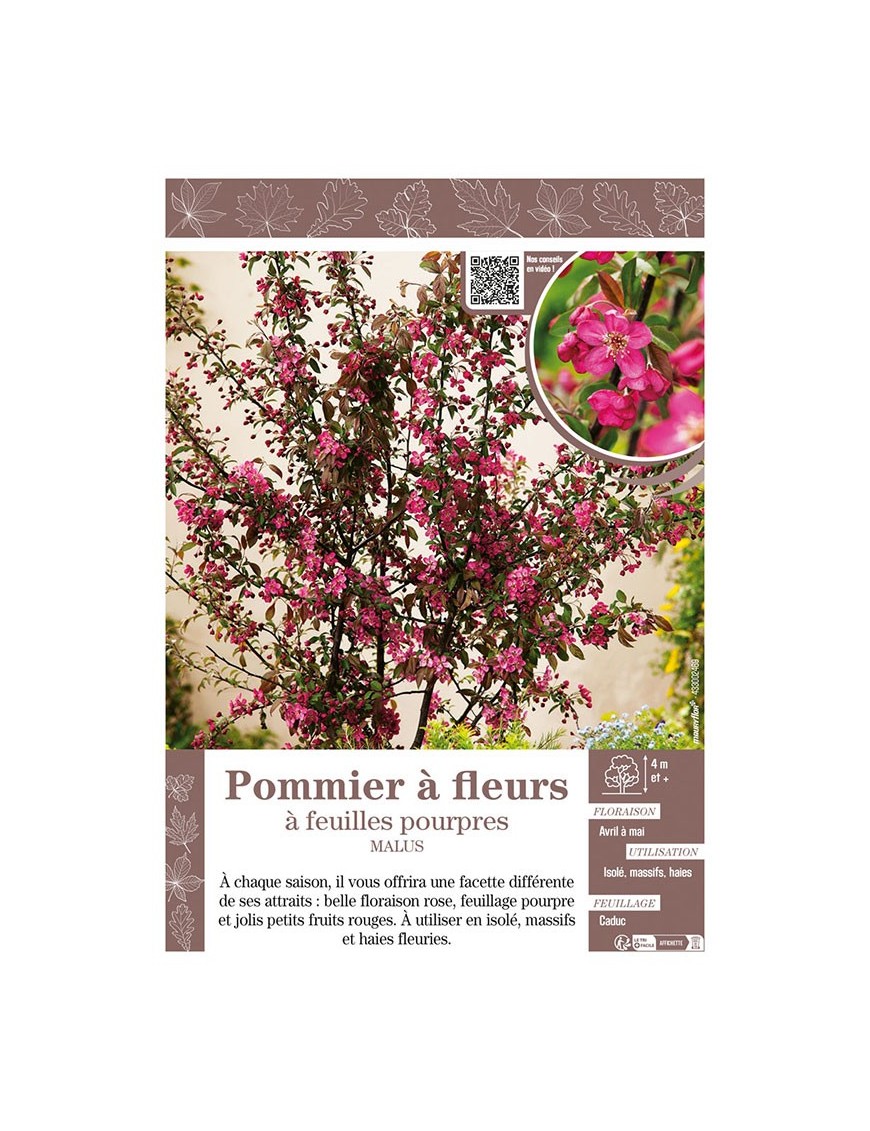 MALUS voir Pommier à fleurs à feuilles pourpres