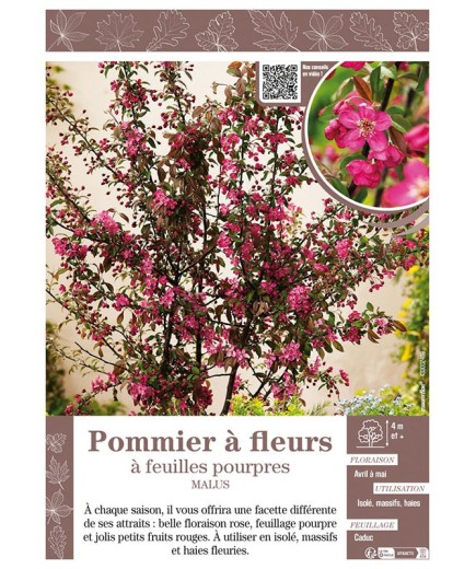 MALUS voir Pommier à fleurs à feuilles pourpres