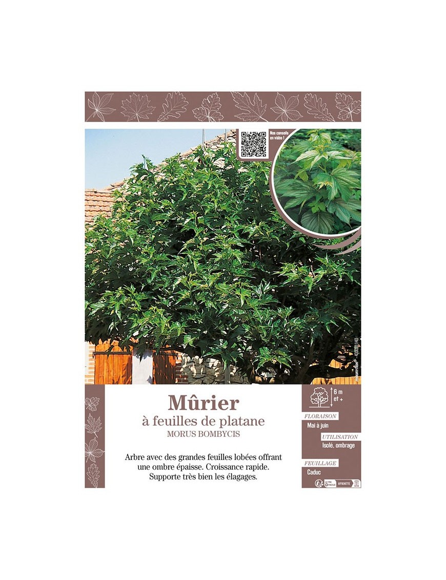 MORUS BOMBYCIS voir Mûrier à feuilles de platane