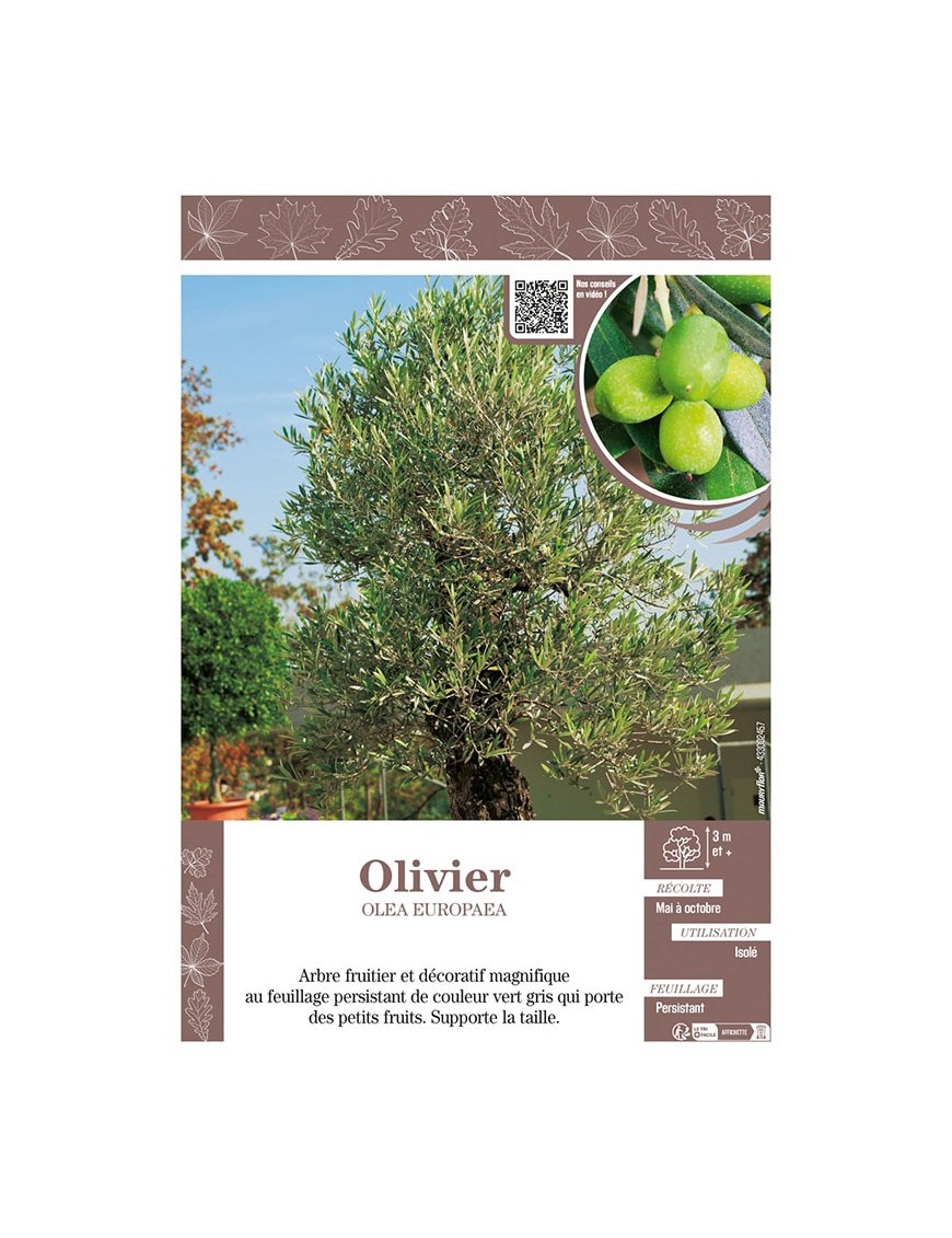 OLEA EUROPEA voir OLIVIER
