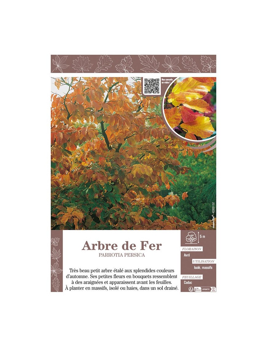 PARROTIA PERSICA voir ARBRE DE FER