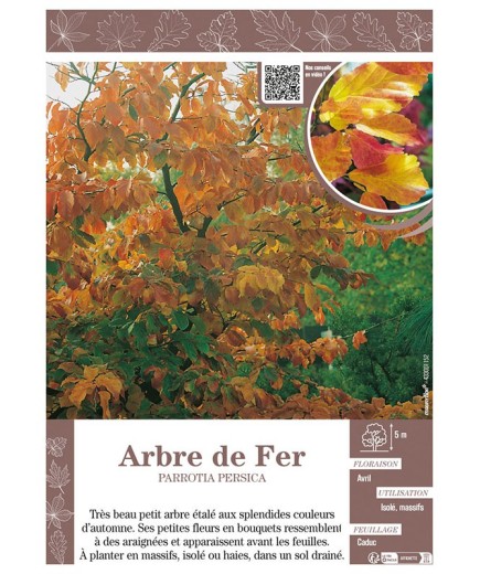 PARROTIA PERSICA voir ARBRE DE FER