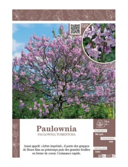 PAULOWNIA TOMENTOSA (Arbre Impérial)