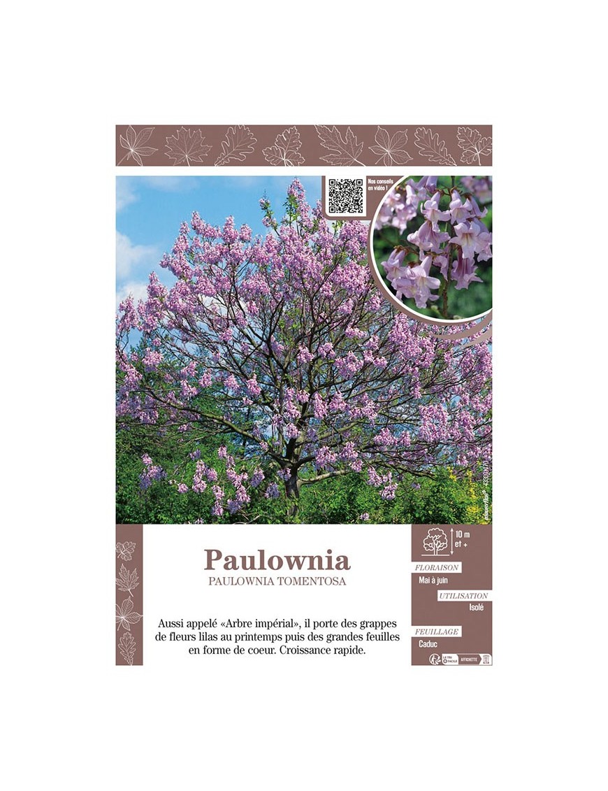 PAULOWNIA TOMENTOSA (Arbre Impérial)