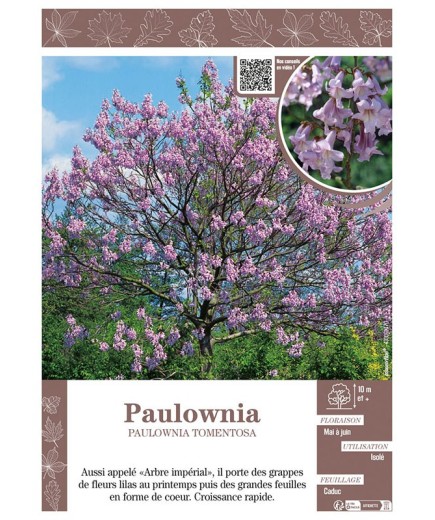 PAULOWNIA TOMENTOSA (Arbre Impérial)