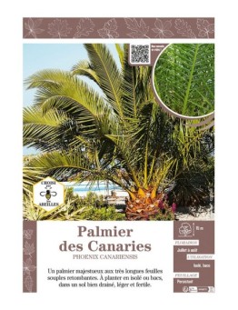 PHOENIX CANARIENSIS voir PALMIER DES CANARIES