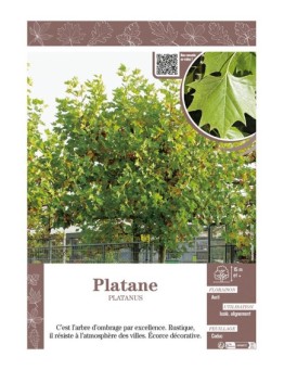 PLATANE PLATANUS