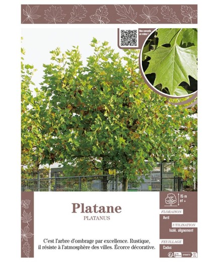 PLATANE PLATANUS