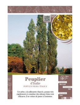 POPULUS NIGRA ITALICA voir PEUPLIER D'ITALIE