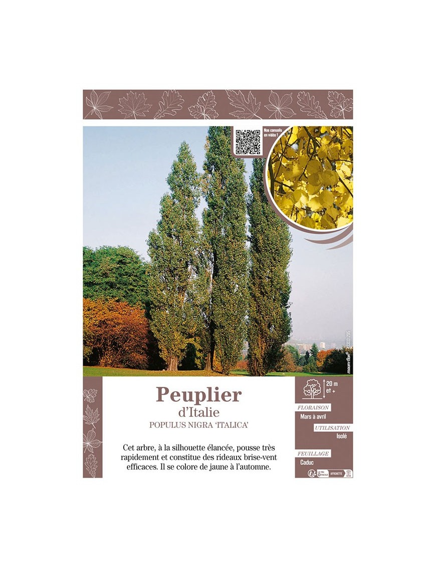 POPULUS NIGRA ITALICA voir PEUPLIER D'ITALIE