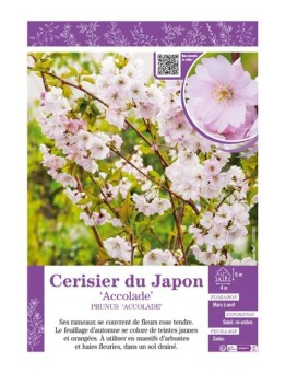 PRUNUS ACCOLADE voir CERISIER DU JAPON