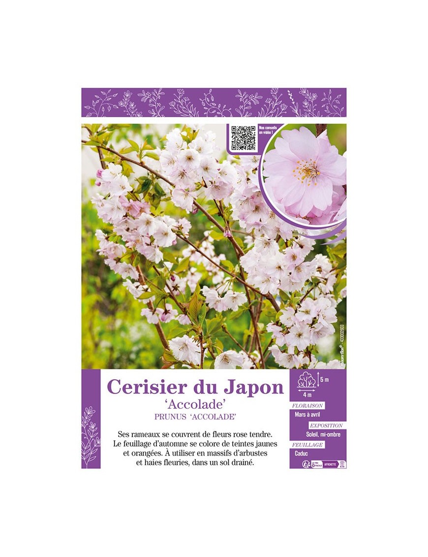 PRUNUS ACCOLADE voir CERISIER DU JAPON