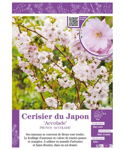 PRUNUS ACCOLADE voir CERISIER DU JAPON