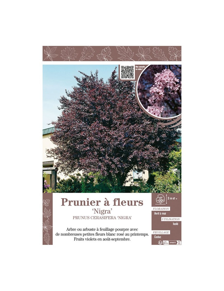 PRUNUS CERASIFERA NIGRA voir PRUNIER À FLEURS