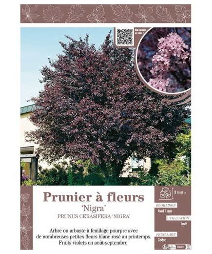 PRUNUS CERASIFERA NIGRA voir PRUNIER À FLEURS