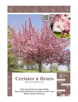 PRUNUS SERRULATA voir CERISIER À FLEURS