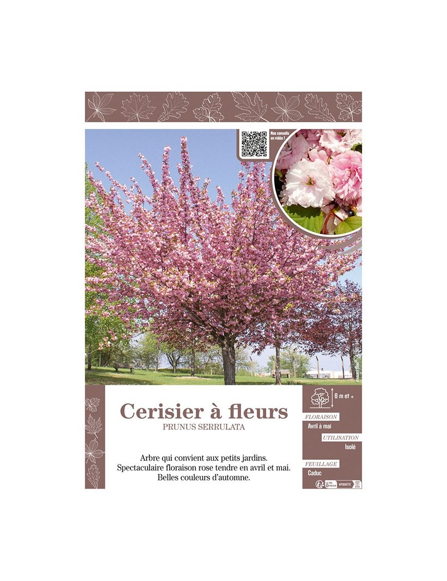 PRUNUS SERRULATA voir CERISIER À FLEURS