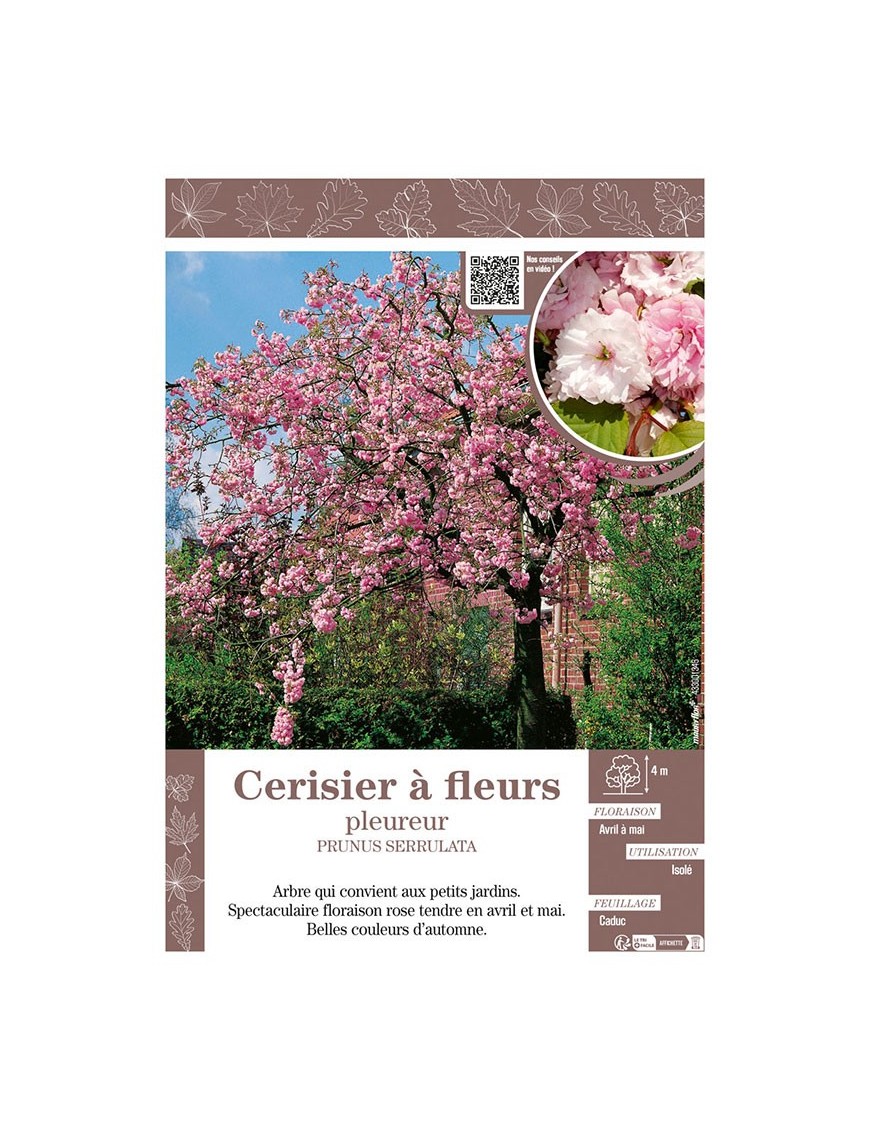 PRUNUS SERRULATA voir CERISIER À FLEURS PLEUREUR