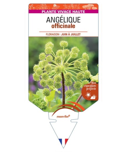 ANGELICA archangelica voir Angélique officinale