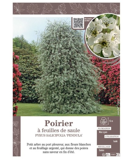PYRUS SALICIFOLIA 'PENDULA' voir POIRIER À FEUILLES DE SAULE
