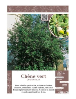 QUERCUS ILEX voir CHÊNE VERT