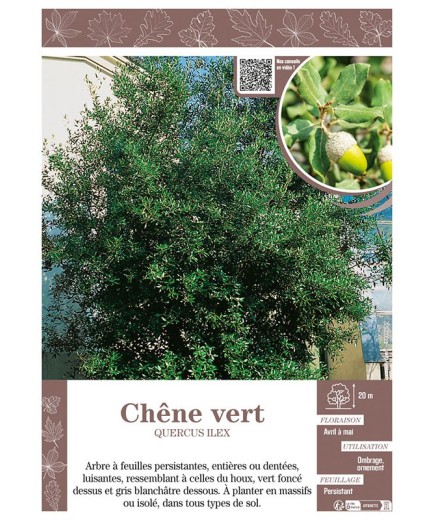 QUERCUS ILEX voir CHÊNE VERT