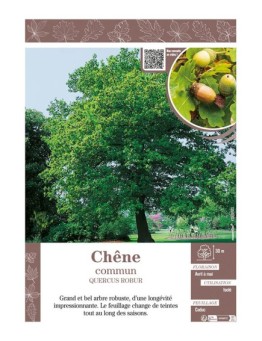 QUERCUS ROBUR voir CHÊNE COMMUN