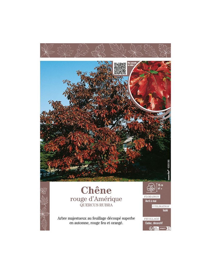 QUERCUS RUBRA voir CHÊNE ROUGE D'AMÉRIQUE