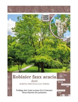 ROBINIA PSEUDOACACIA FRISIA voir ROBINIER FAUX ACACIA DORÉ