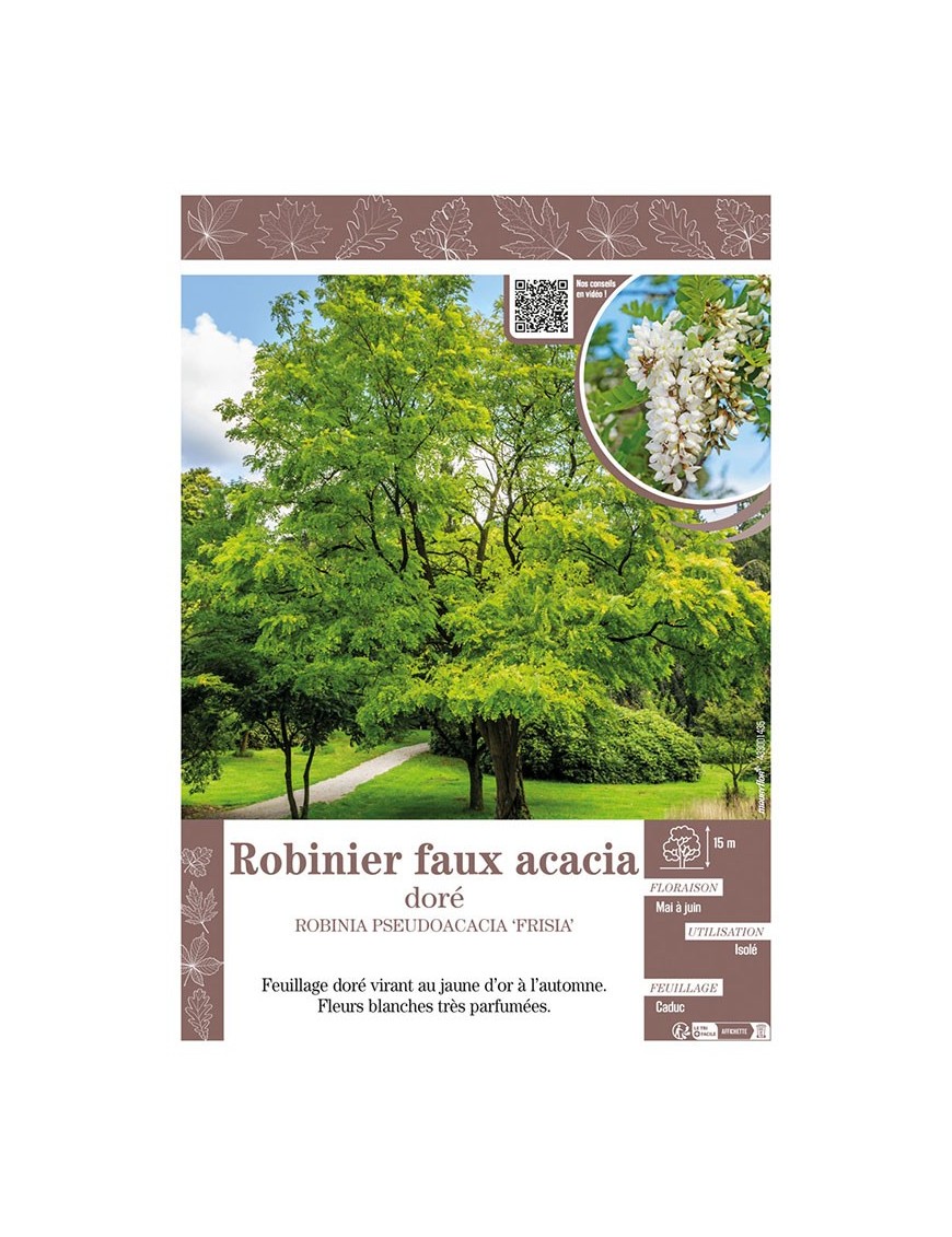 ROBINIA PSEUDOACACIA FRISIA voir ROBINIER FAUX ACACIA DORÉ