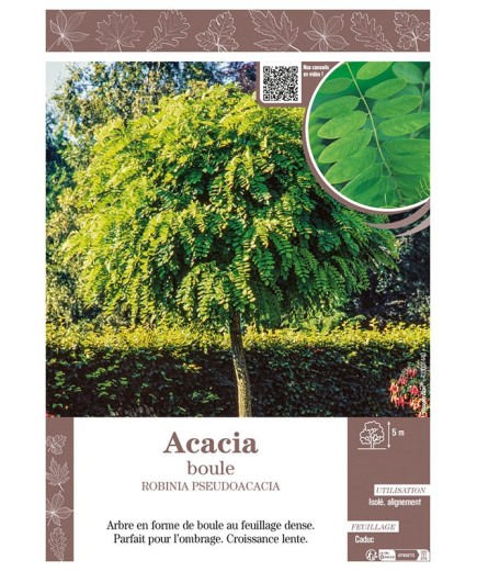 ROBINIA PSEUDOACACIA voir ACACIA BOULE