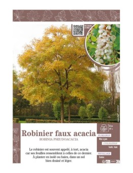 ROBINIA PSEUDOACACIA voir ROBINIER FAUX ACACIA