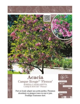 ROBINIA X MARGARETTA CASQUE ROUGE® FLEMOR voir Acacia
