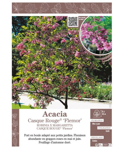 ROBINIA X MARGARETTA CASQUE ROUGE® FLEMOR voir Acacia